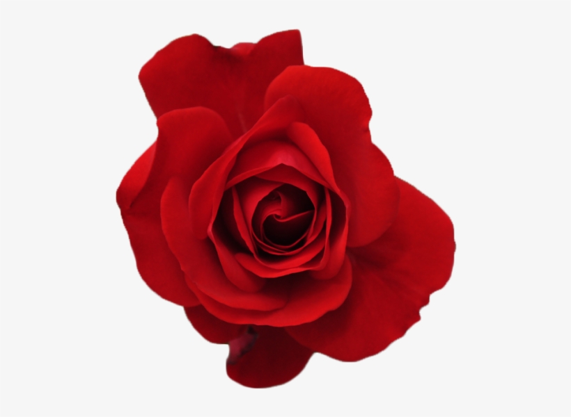 Download Red Roses Tumblr Nomer 29