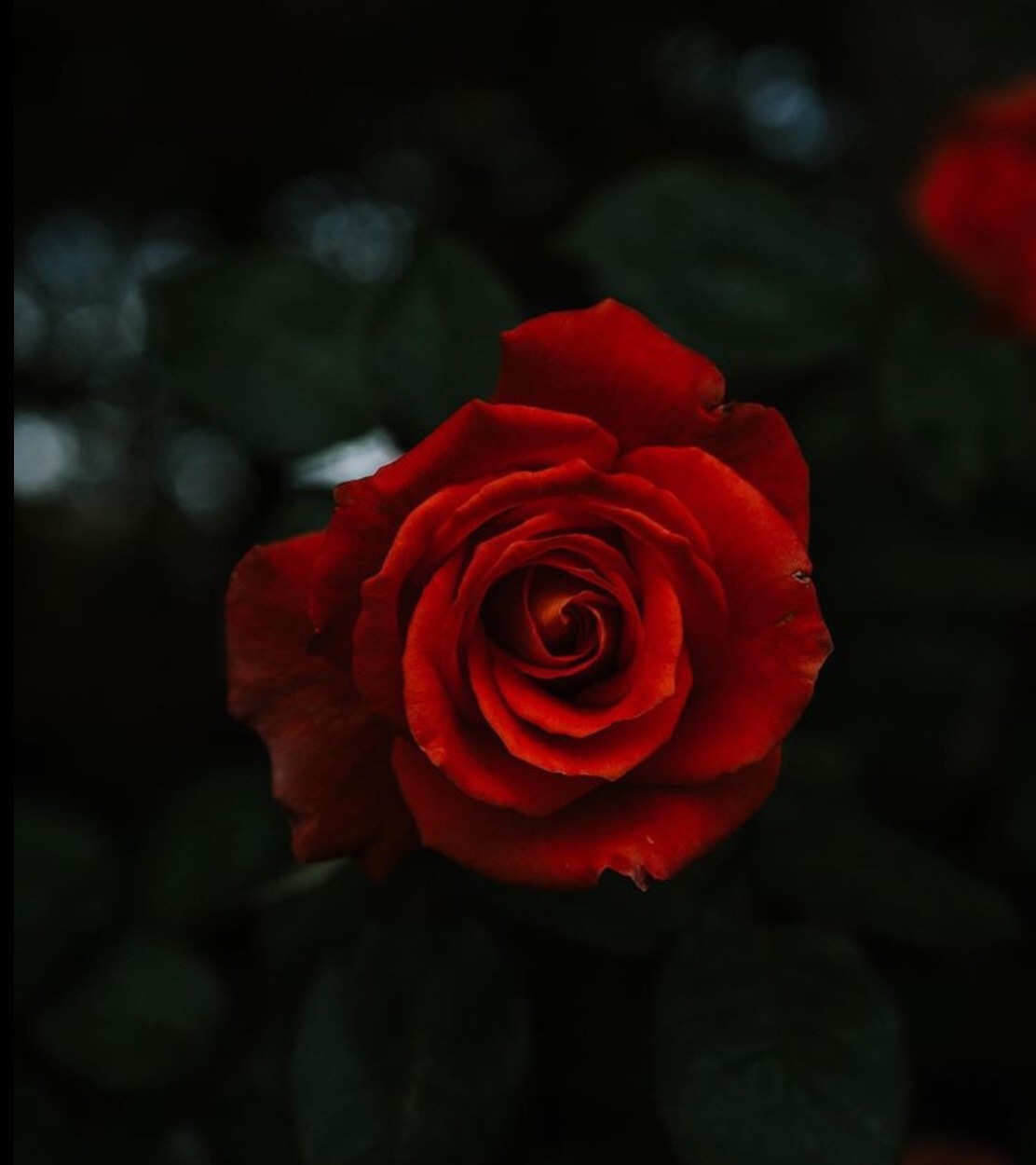 Detail Red Roses Tumblr Nomer 45