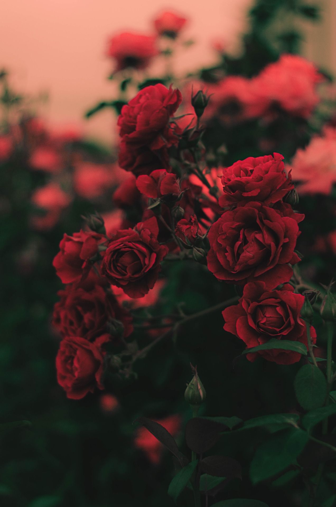 Detail Red Roses Tumblr Nomer 9