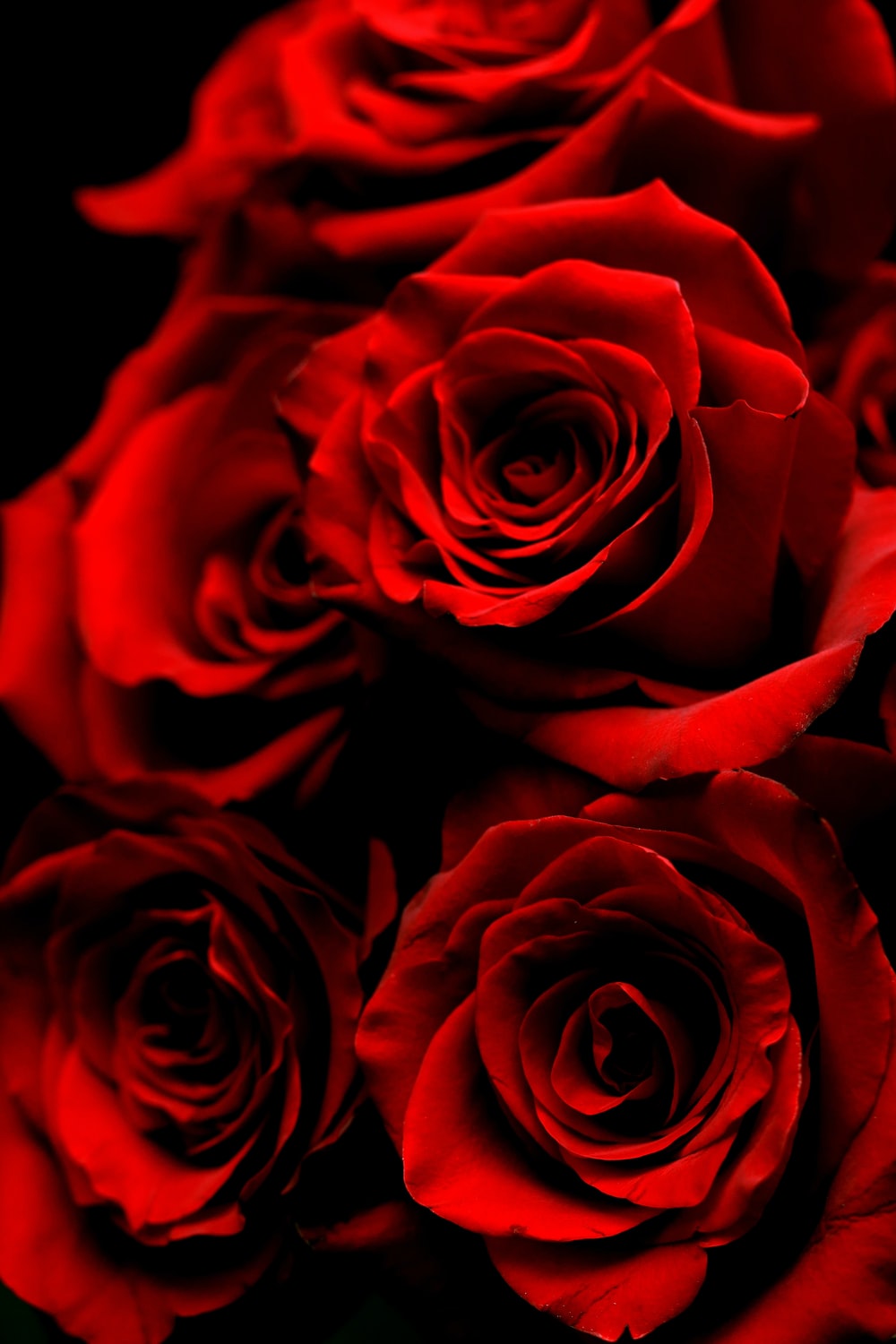 Red Roses Wallpaper - KibrisPDR