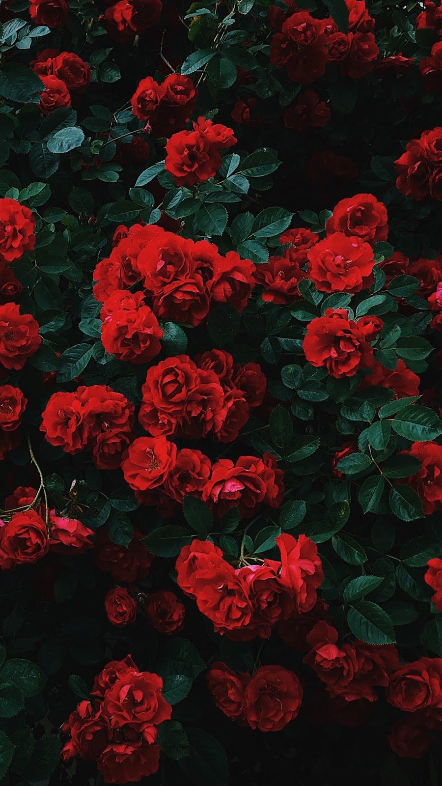 Detail Red Roses Wallpaper Nomer 14