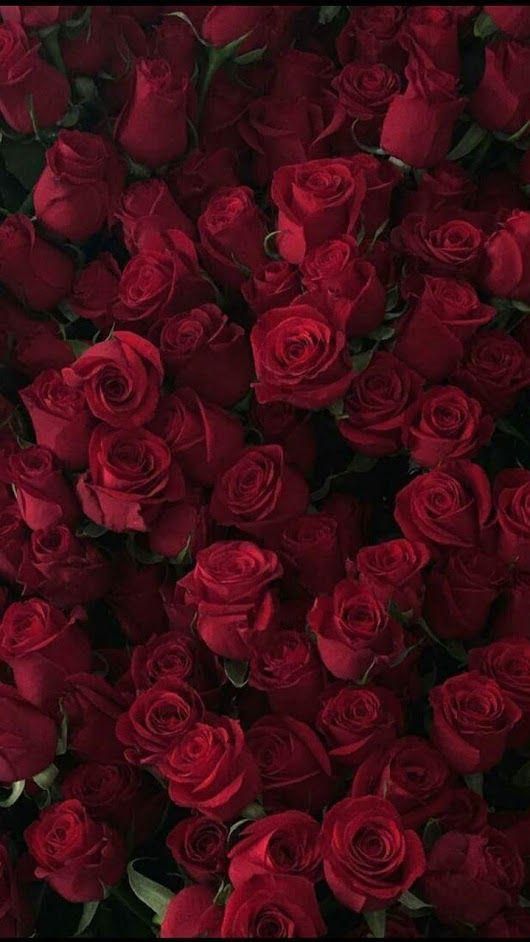 Detail Red Roses Wallpaper Nomer 18