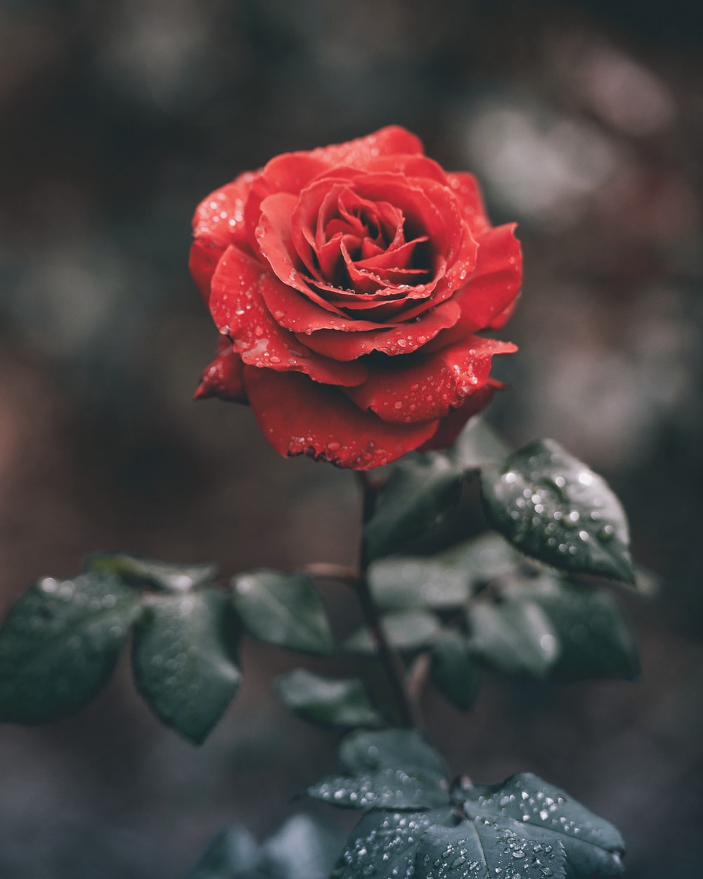 Detail Red Roses Wallpaper Nomer 24