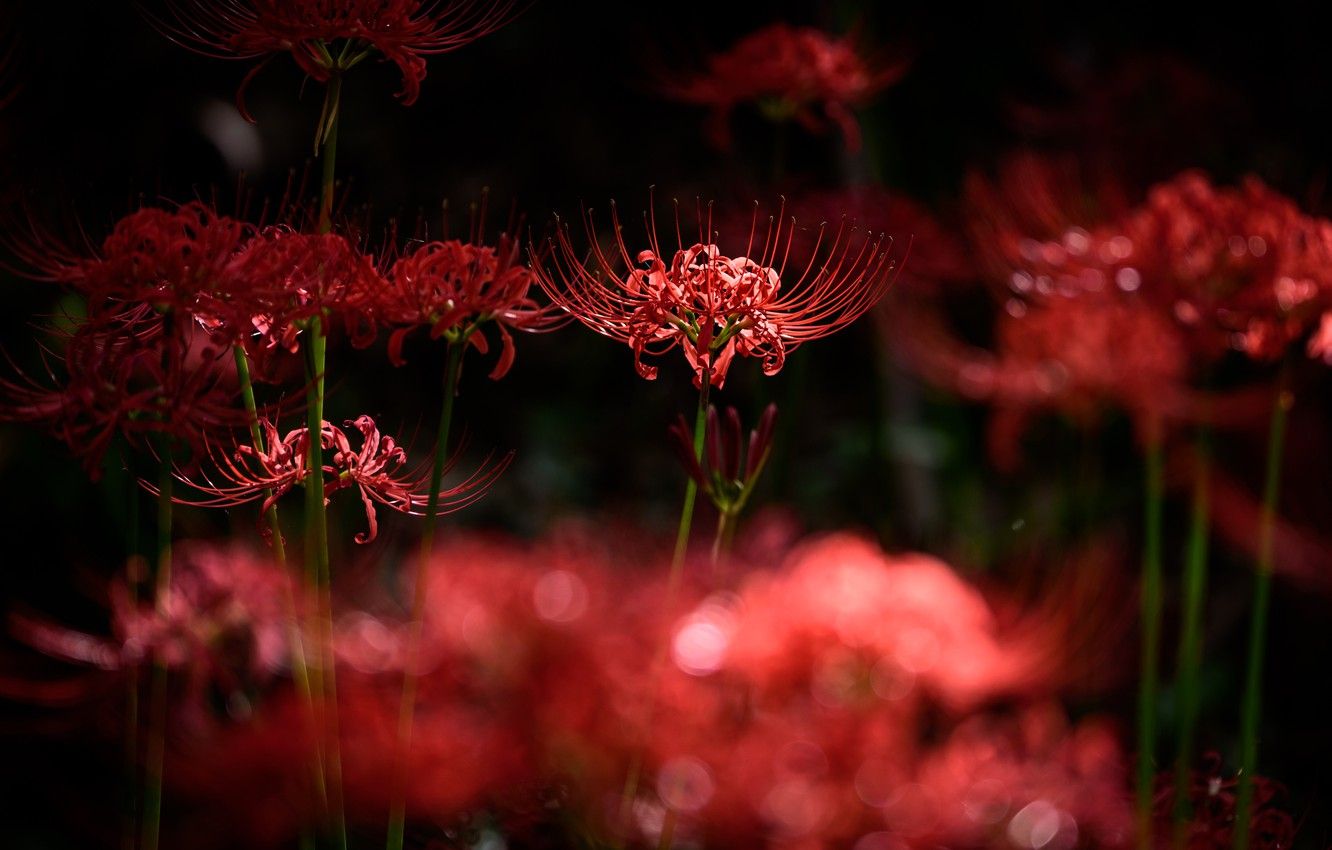 Red Spider Lilies Wallpaper - KibrisPDR