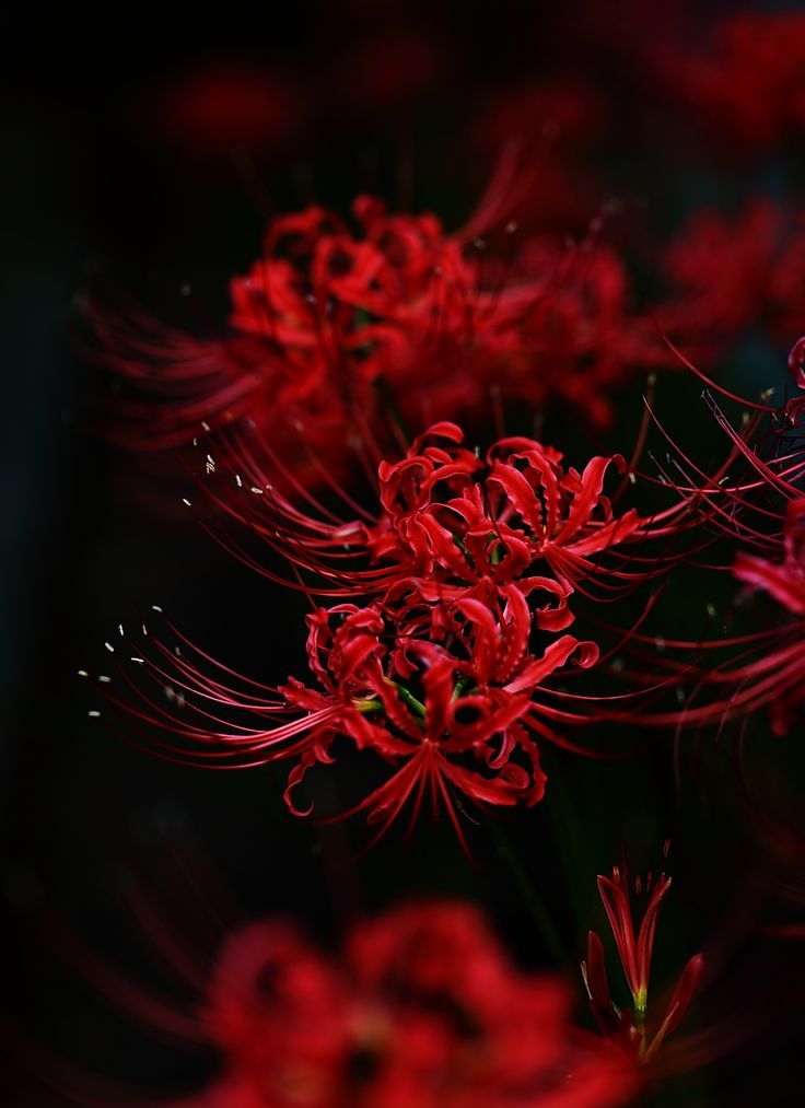 Detail Red Spider Lilies Wallpaper Nomer 2