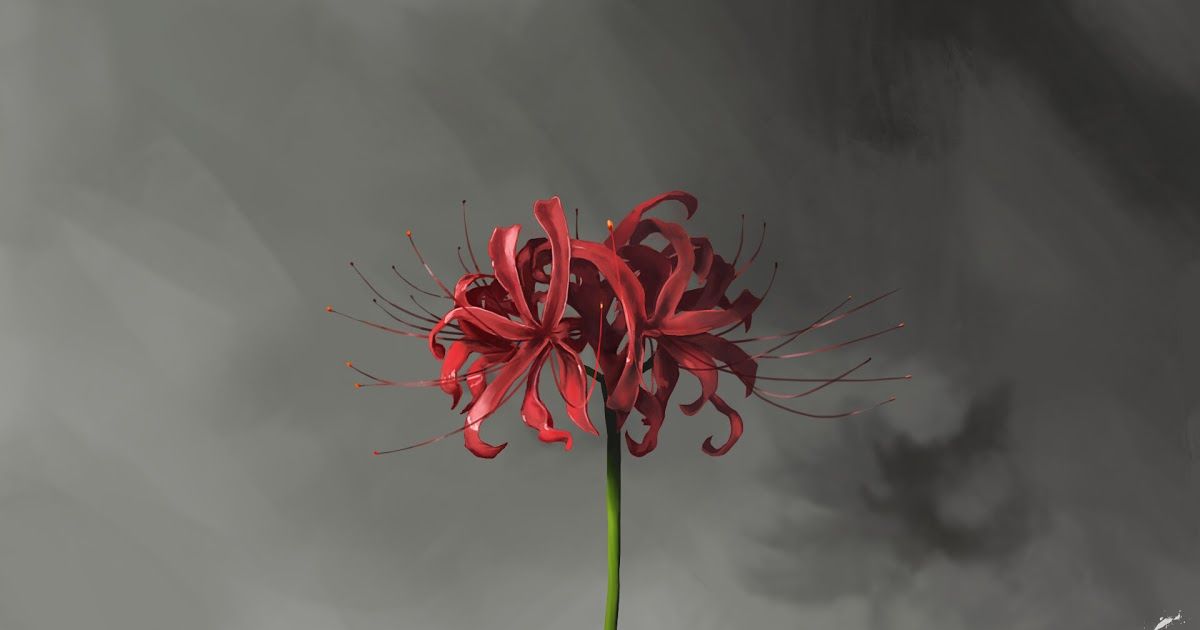 Detail Red Spider Lilies Wallpaper Nomer 8