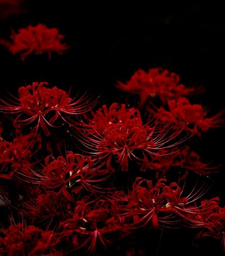 Detail Red Spider Lilies Wallpaper Nomer 9