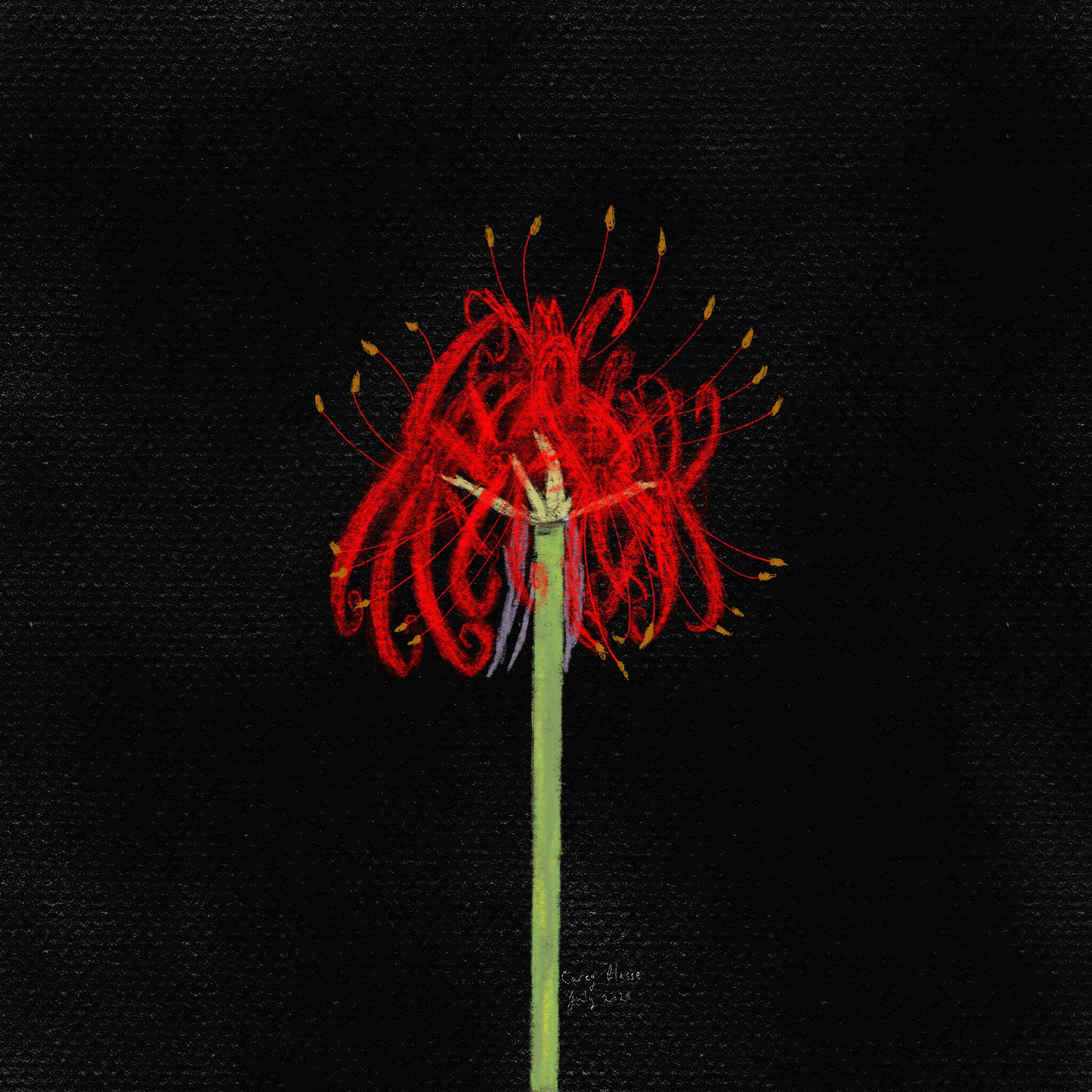 Detail Red Spider Lilies Wallpaper Nomer 11