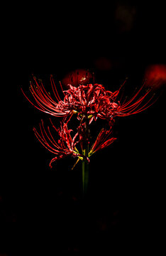 Detail Red Spider Lilies Wallpaper Nomer 12