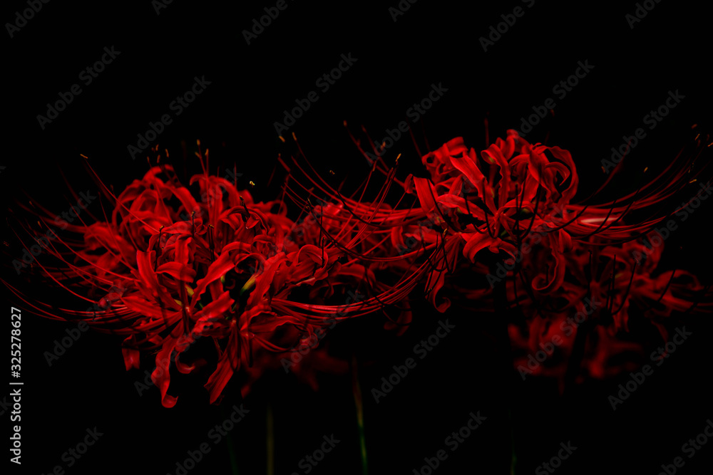 Detail Red Spider Lilies Wallpaper Nomer 13