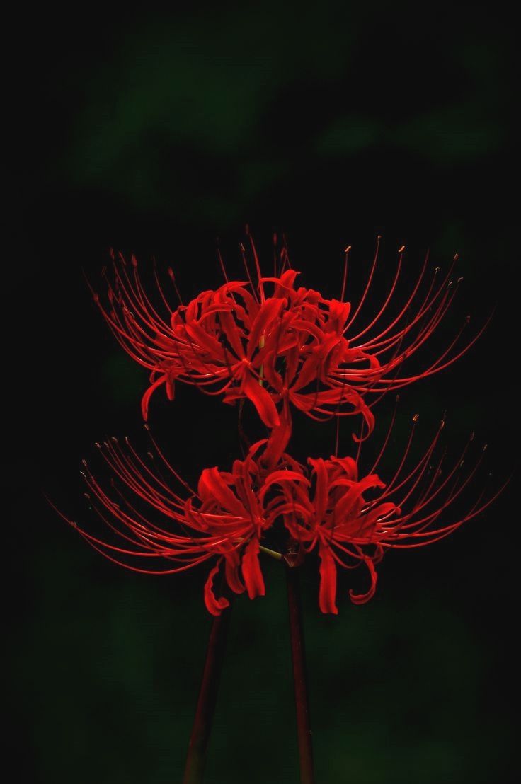 Detail Red Spider Lilies Wallpaper Nomer 3