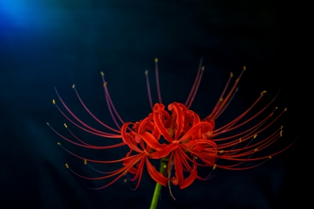 Detail Red Spider Lilies Wallpaper Nomer 14