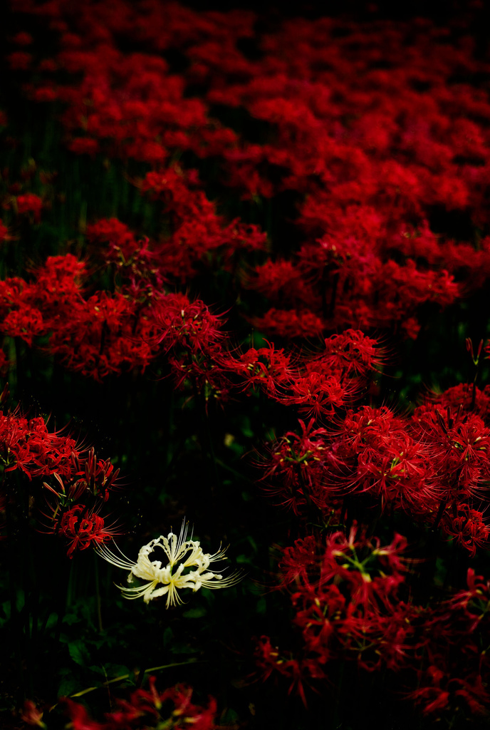 Detail Red Spider Lilies Wallpaper Nomer 15