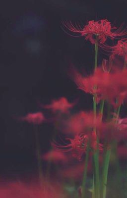 Detail Red Spider Lilies Wallpaper Nomer 16