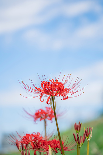 Detail Red Spider Lilies Wallpaper Nomer 17