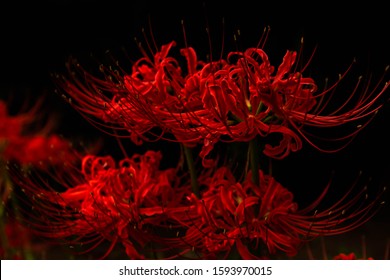 Detail Red Spider Lilies Wallpaper Nomer 18