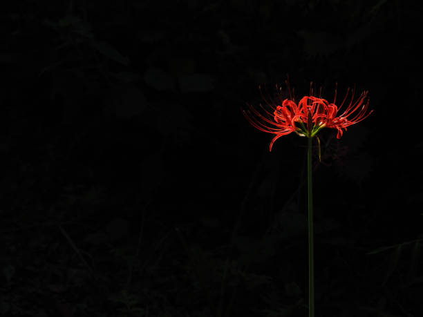 Detail Red Spider Lilies Wallpaper Nomer 21