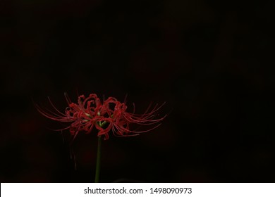 Detail Red Spider Lilies Wallpaper Nomer 23