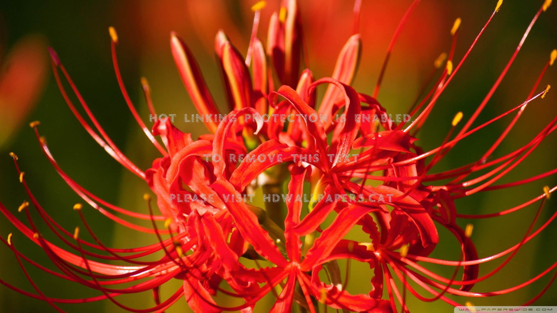 Detail Red Spider Lilies Wallpaper Nomer 24