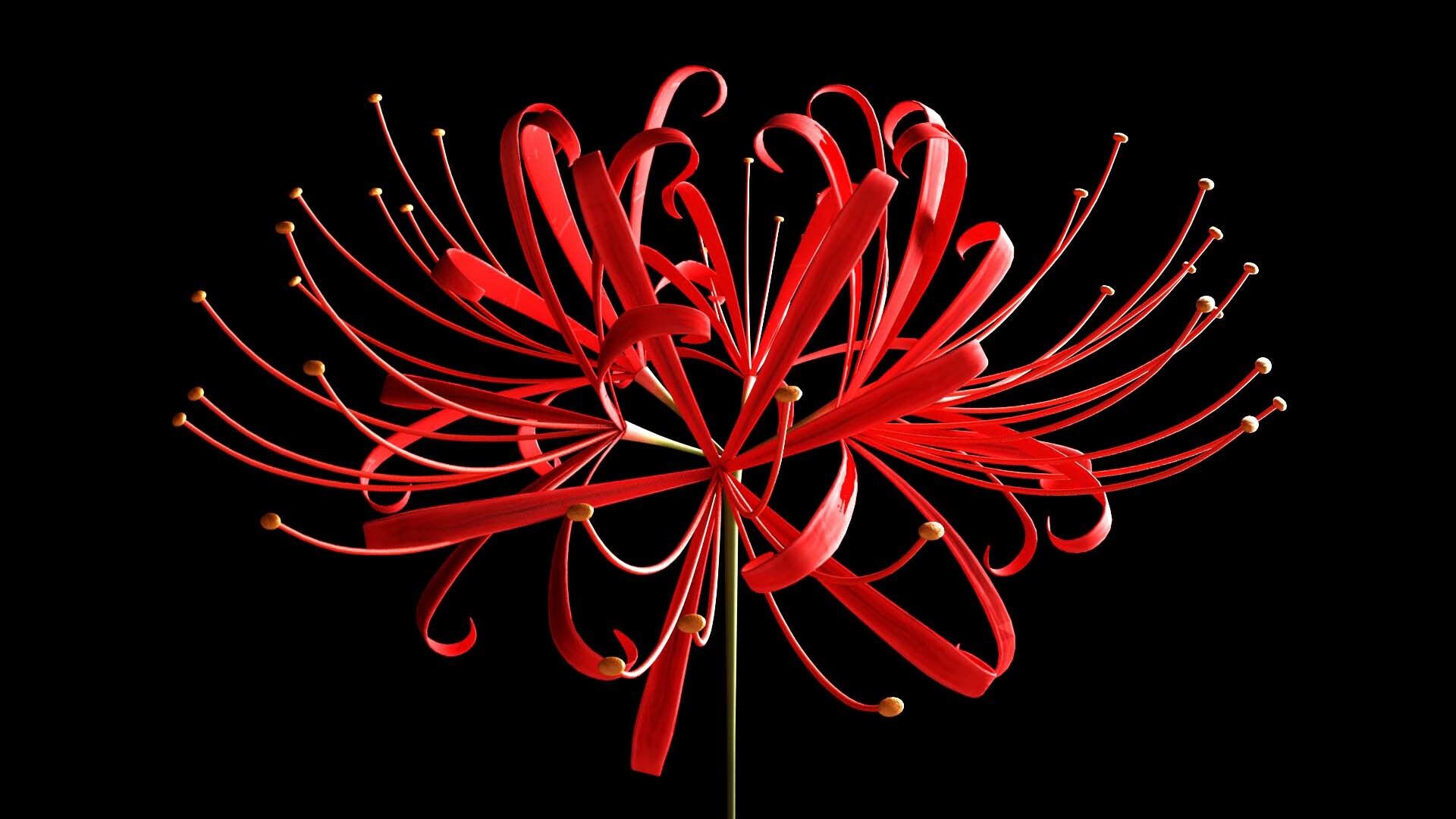 Detail Red Spider Lilies Wallpaper Nomer 25