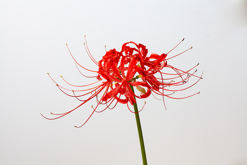 Detail Red Spider Lilies Wallpaper Nomer 26