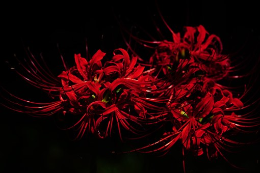 Detail Red Spider Lilies Wallpaper Nomer 27