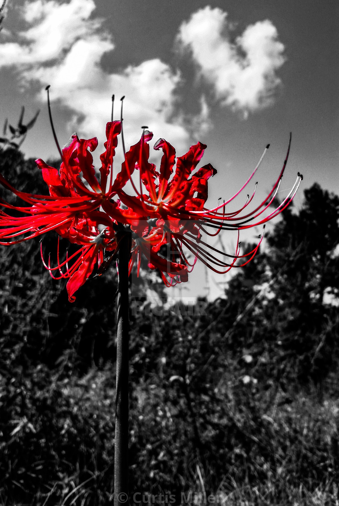 Detail Red Spider Lilies Wallpaper Nomer 28