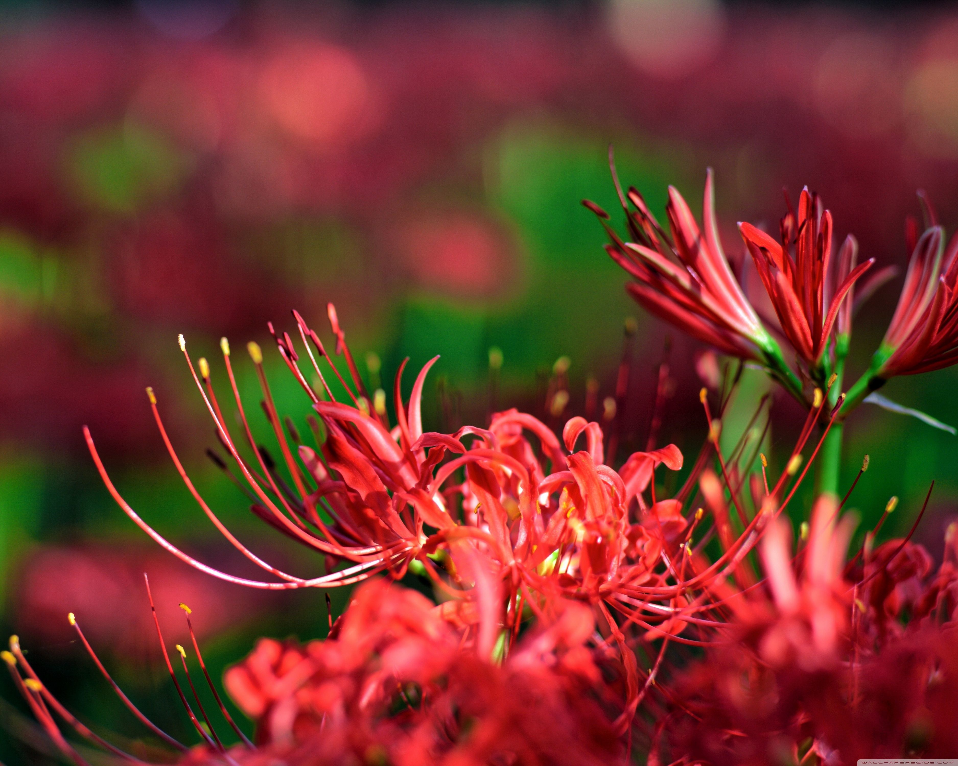 Detail Red Spider Lilies Wallpaper Nomer 29