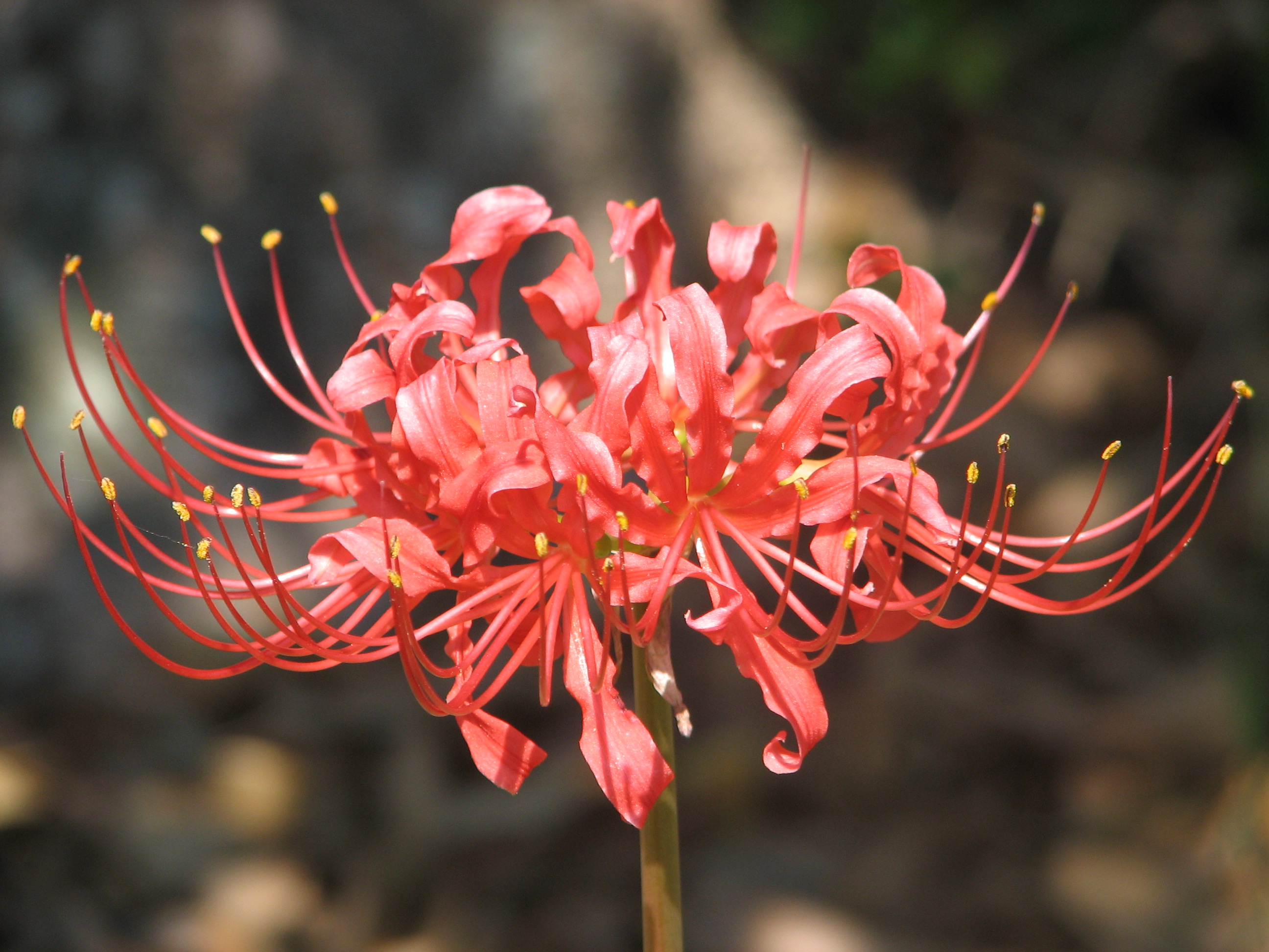 Download Red Spider Lilies Wallpaper Nomer 31