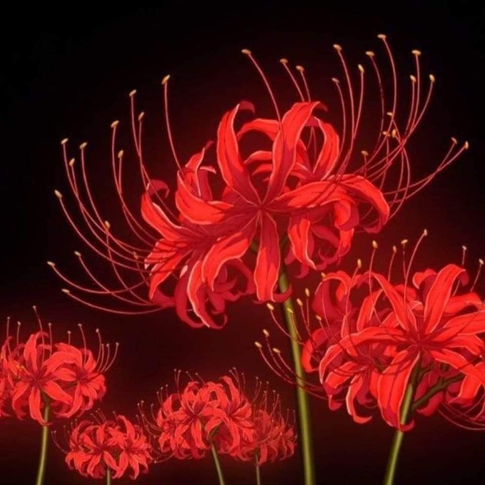 Detail Red Spider Lilies Wallpaper Nomer 32