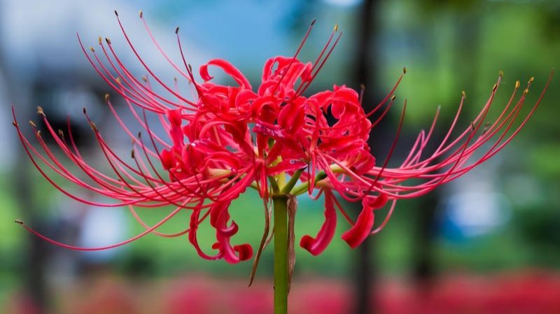 Detail Red Spider Lilies Wallpaper Nomer 33