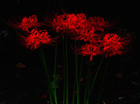 Detail Red Spider Lilies Wallpaper Nomer 34