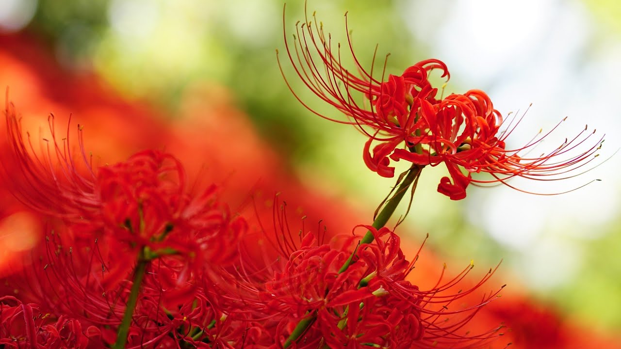 Detail Red Spider Lilies Wallpaper Nomer 35