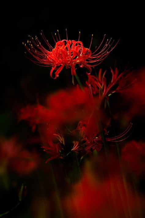 Detail Red Spider Lilies Wallpaper Nomer 6