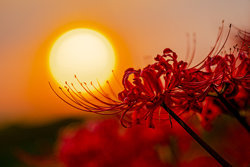 Detail Red Spider Lilies Wallpaper Nomer 7