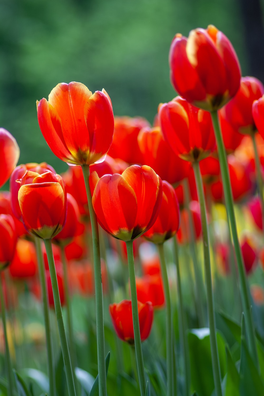 Red Tulip Images - KibrisPDR