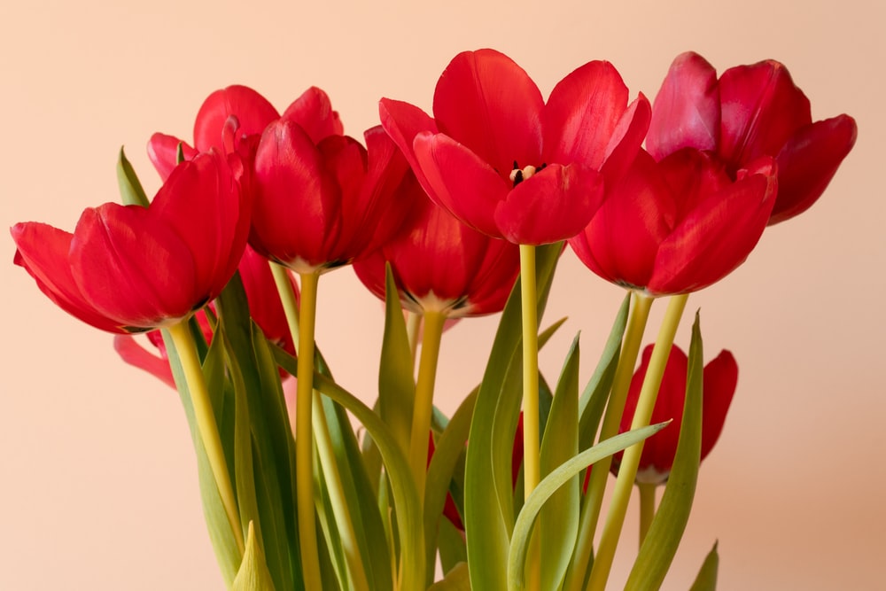 Detail Red Tulip Images Nomer 2