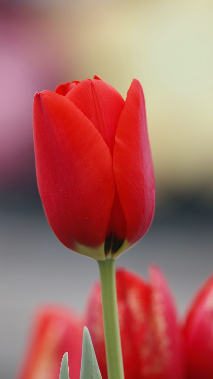 Detail Red Tulip Images Nomer 13