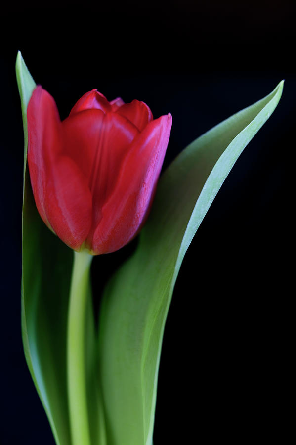 Detail Red Tulip Images Nomer 14