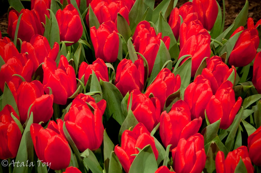 Detail Red Tulip Images Nomer 15