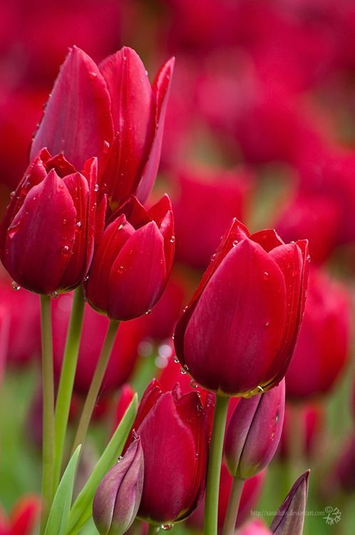 Detail Red Tulip Images Nomer 18