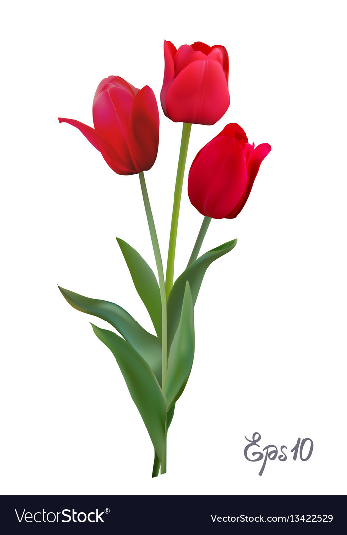 Detail Red Tulip Images Nomer 3