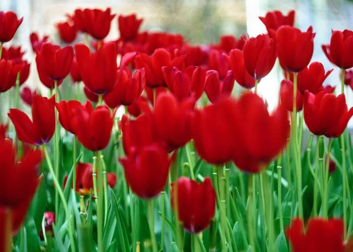 Detail Red Tulip Images Nomer 21