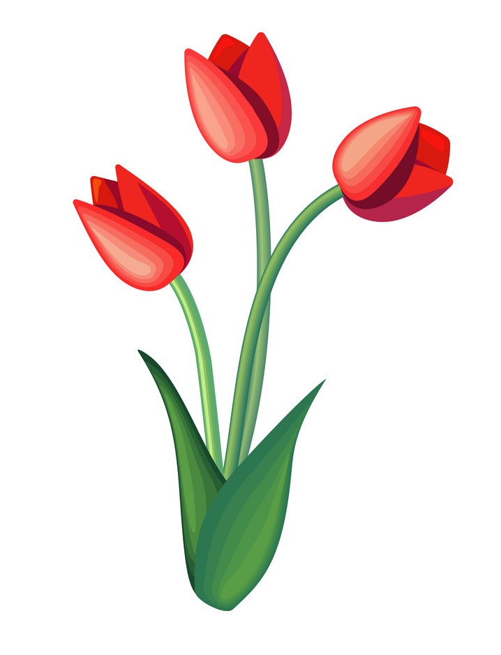 Detail Red Tulip Images Nomer 23