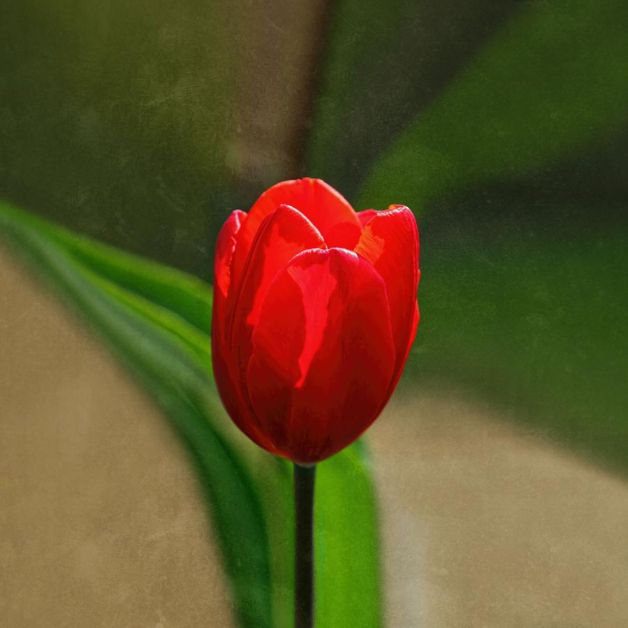 Detail Red Tulip Images Nomer 24