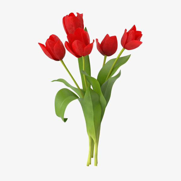 Detail Red Tulip Images Nomer 25