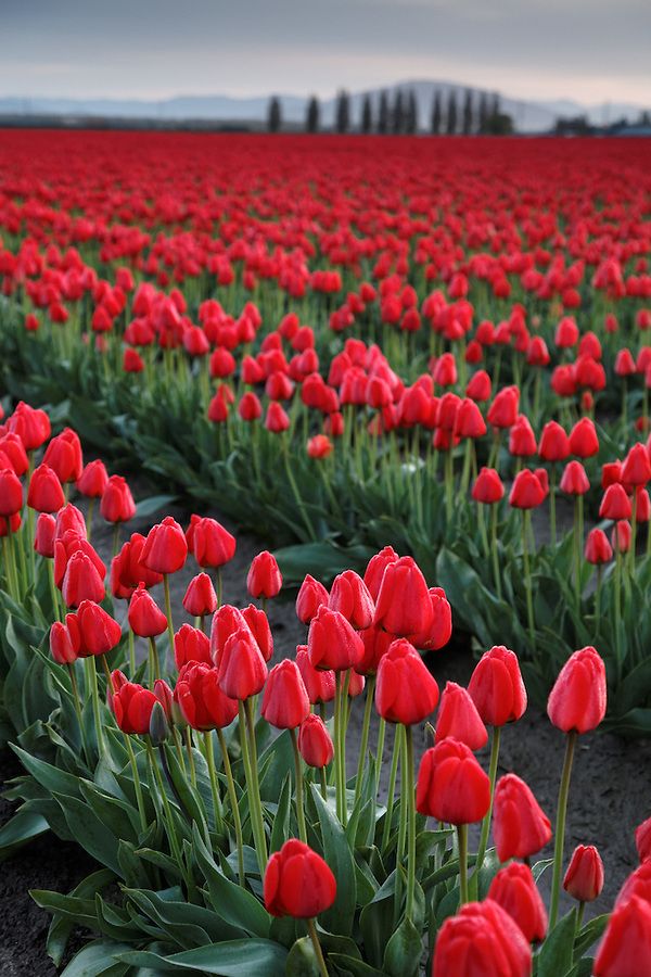 Detail Red Tulip Images Nomer 26