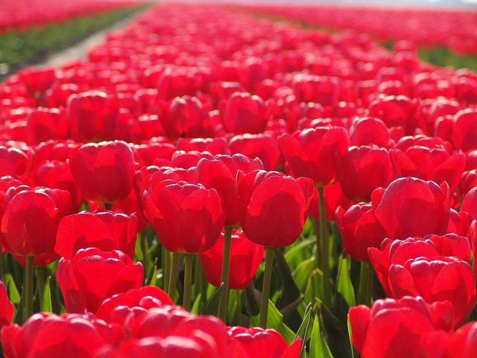 Detail Red Tulip Images Nomer 27