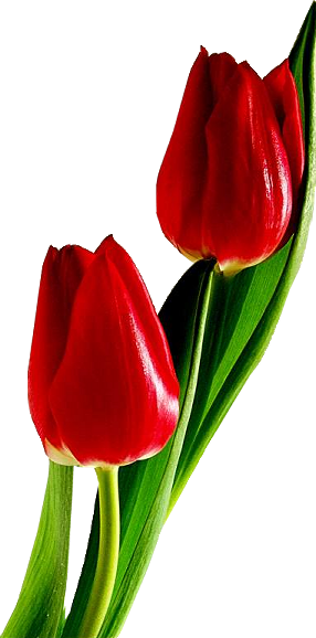 Detail Red Tulip Images Nomer 5