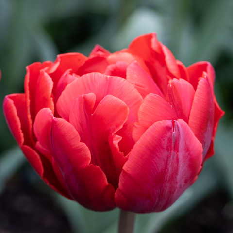 Detail Red Tulip Images Nomer 34